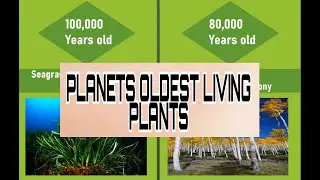 Planets Oldest Living Plants