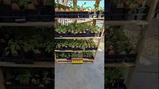 HEB in Texas has Vegetable plants out and on Sale | Garden Finds #gardening #growyourownfood #garden