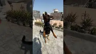 Power of Rottweiler | roxycheeni | #short
