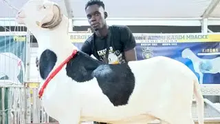 FILA 2023 BERG S ABDOU KARIM MBACKE 77 126 50 13