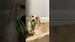 From Oops to Got It! Bello&rsquo;s 0.3-Second Retrieval Skills! 見證Bello如何用閃電速度拯救掉落玩具