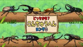 【こんちゅうアニメ】昆虫40種類！どっちかな？〈カブトムシvsノコギリクワガタ、カマキリ、スズメバチ、ヘラクレスオオカブト〉【insect beetle stag animation】虫・名前・図鑑
