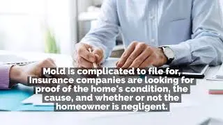 Why It&rsquo;s Important to Hire a Professional for Mold Damage Insurance Claims in Miami