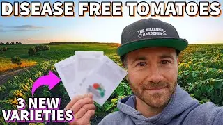 3 NEW Disease Resistant Tomatoes I'm Growing In 2023