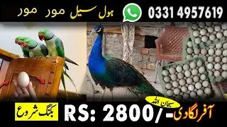 Talking Parrot/Love Bird's/Peacock 🦚 Breeder Pair/Fancy Hen's Chiks/ Rabbits Contact 0331 4957619