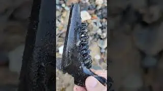 Mudlarking on the Thames  - Finding a Jaw bone
