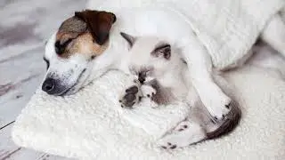 Ninna nanna per  Animali - Musica per far dormire i tuoi amici animali