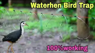 Waterhen Trap Making Tutorial Bangla.How To Make Gallinule Bird Trap