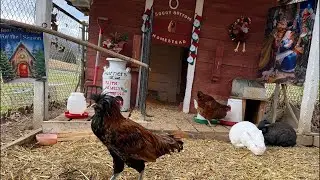 Chicken coop can live.Dec28. #chicken #farming #birdwatching #bunny #indiogigante #homestead #india