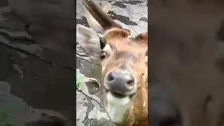 CUTE BABY DEER! #shorts #deer 🥰🦌