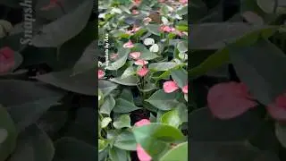Miniature Anthurium Collection | Tiny Anthurium Varieties | #anthurium #indoorplants #flowers