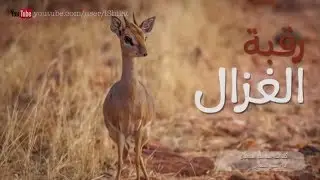 منير البقمي - رقبة الغزال