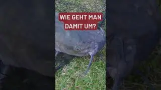 Themenkompass Der Riesenwels - zwischen Mythos, Medien und Realit&auml;t