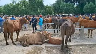 TERPANTAU SEPI‼️UPDATE HARGA SAPI TANEN || PASAR SAPI TERTEK PARE KEDIRI ||