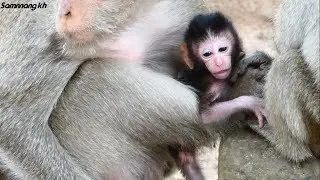 New baby monkey Sweetie not weak as yesterday, Samnnang kh D215