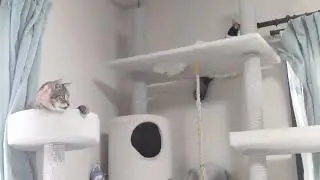ハシビロコウが気になるいくちゃん👁️‍🗨️真剣な👁️‍🗨️