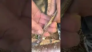 Practical Example: Fruit Tree Grafting &ndash; Grafting Another Variety onto an Existing Tree