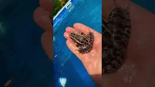 Tree frog swimming in the pool