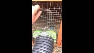 Rabbits Runaround