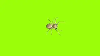 Attacking spider green screen 360 degree angel।cartoon green screen। spider green screen। gs। 2023