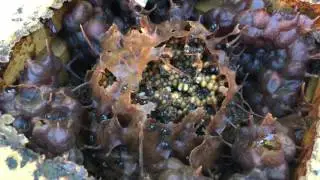 Types of stingless bees 🐝