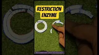 How Restriction enzyme work