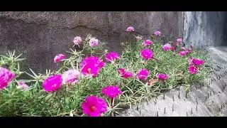 My daughter Aksatha's garden in compound wall