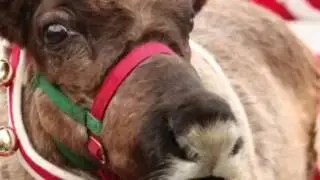 A Christmas Surprise