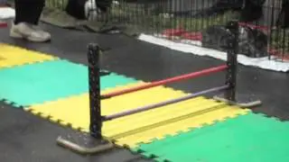 Edmonton Pet Expo - Side by Side Race, Popcorn 3