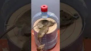 Rat traps creative/best spinning Mouse trap #mousetrap #rat