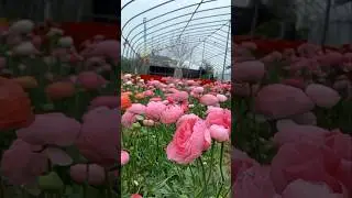 Pure Nature | Stunning Natural Flowers Garden 🌿#shorts