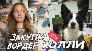 Monthly border collie grocery haul at the pet store. What we buy and how much it all costs?! 🐶🐾