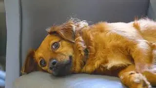 Local Pet Service - Dog Sleeping at Sofa