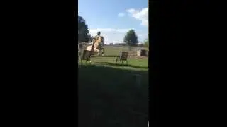 Jumping halflinger bareback