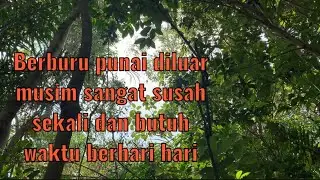 Berburu punai lagi asik makan buah luday 👍