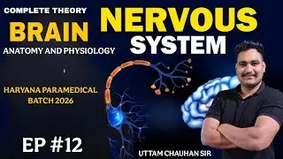 Human Nervous System & Brain Anatomy Physiology | Paramedical Complete Lecture #hssc #mphw 