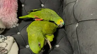 Se perdieron los dos vicky y Jaco/loros haciendo su Nido/loras quiere poner sus huevos/loro cantando