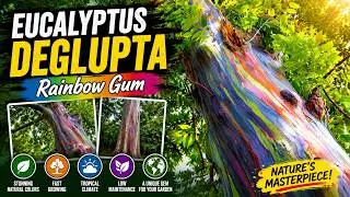 Eucalyptus deglupta | Rainbow Gum | Mindanao Gum