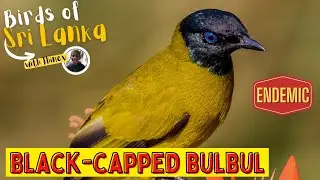 BLACK-CAPPED BULBUL | Birds of Sri Lanka with Thinev | Black-Headed Yellow Bulbul | Sound / Call