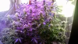 led grow, 400w 5w flowering plant, super crop without trellis Veganic