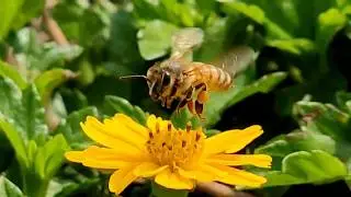 Abeja Polinizando Flores 🐝
