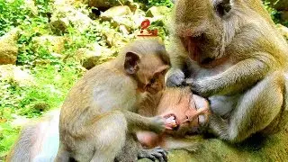 Polino Much Jealous Sweet Pea Got Grooming By Popeye, Polino Start Torturing Brother Like This Act.