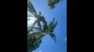 Palm Trees Dancing in the Dubai Sun 🌴   #asmr #relaxing #peacefulwaves #relaxingsounds #waves #peace