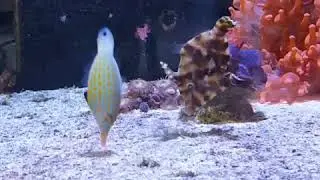 Orange Spotted filefish