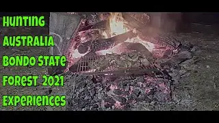 Hunting Australia BONDO State forest  2021 Experience