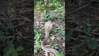 #CobraRelease#SnakeRescue#WildlifeRescue#SnakeRelease #SnakeVideo#Shorts