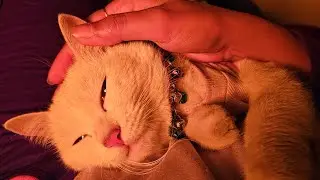 Cat is watching you tonight 🫣🐈