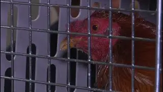 What's next for the 200 roosters rescued in Putnam County cockfighting bust?