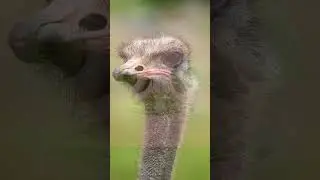 Eyes Bigger Than Brain The Surprising TRUTH About Ostriches