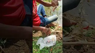 Top 10 Hook Fishing With Chicken leg #fishing #hook_fishing #short_video